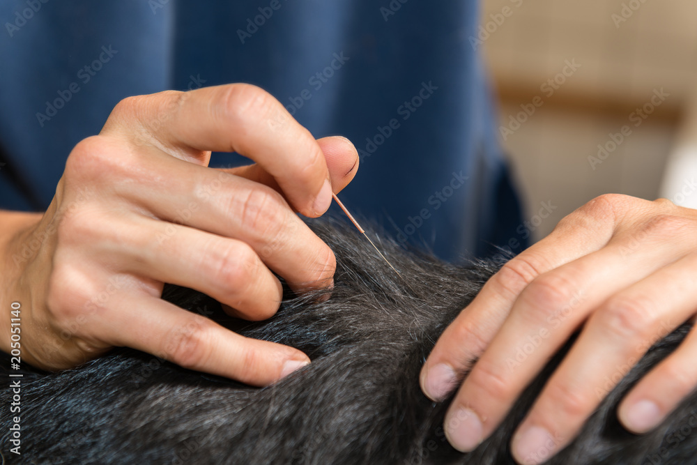 Acupuncture generic Acupuncture fo rpets