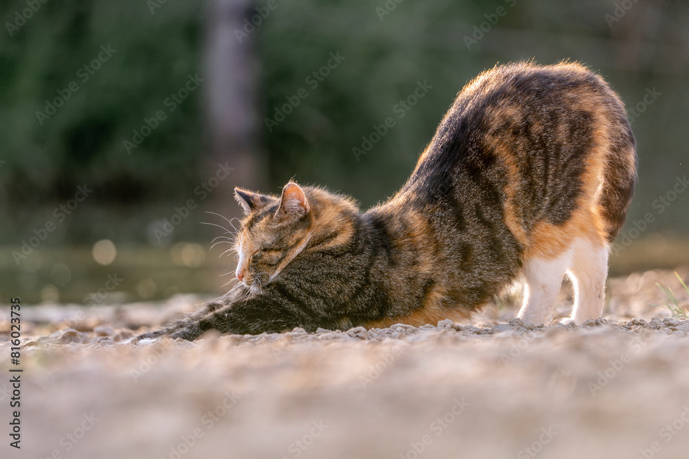 cat stretching Cat stretching