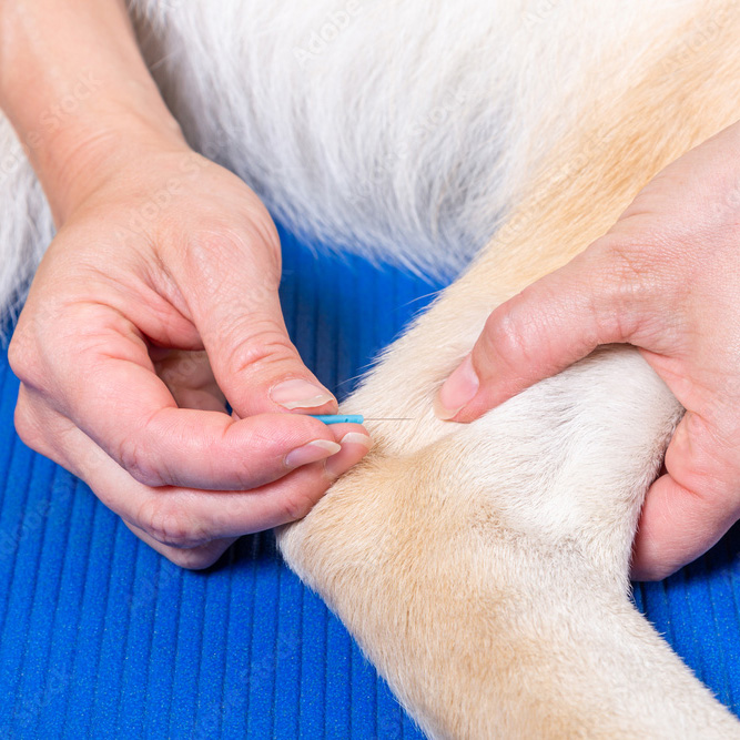 Dog leg and acupuncture needle