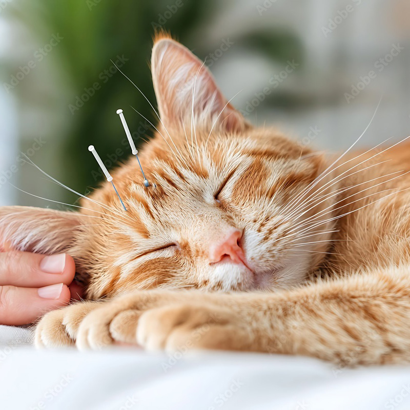 Cat sleeping while receiving acupuncture