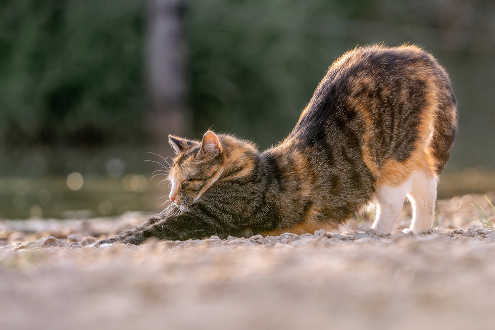 Happy cat stretching