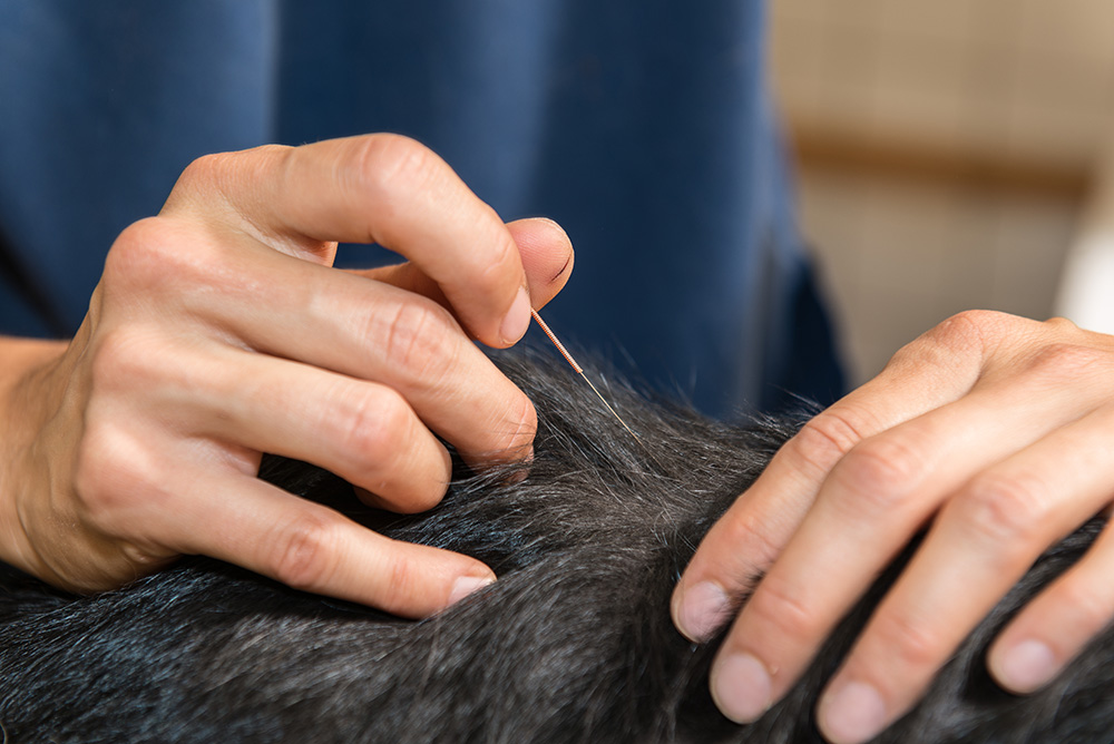 Acupuncture fo rpets