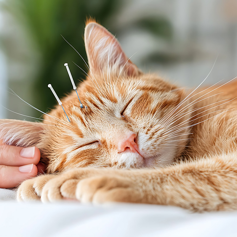 acupuncture treatment for cat