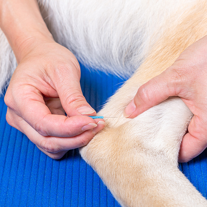 dog receiving acupuncture treatment
